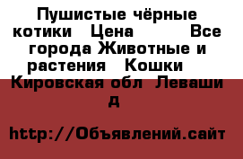 Пушистые чёрные котики › Цена ­ 100 - Все города Животные и растения » Кошки   . Кировская обл.,Леваши д.